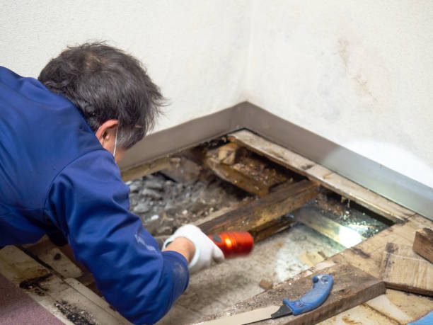 Best Residential Mold Removal  in Cade, LA