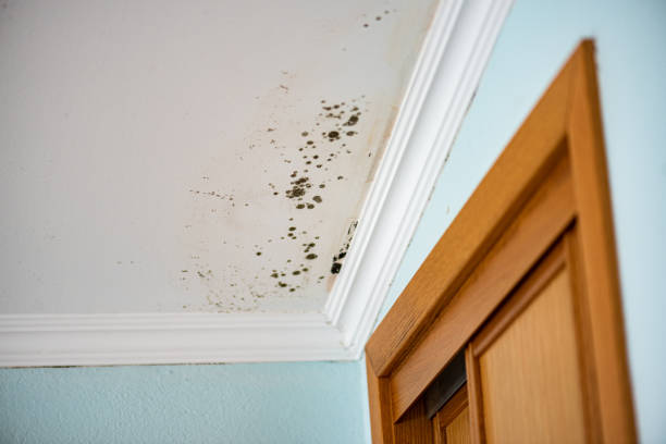 Crawl Space Mold Removal in Cade, LA