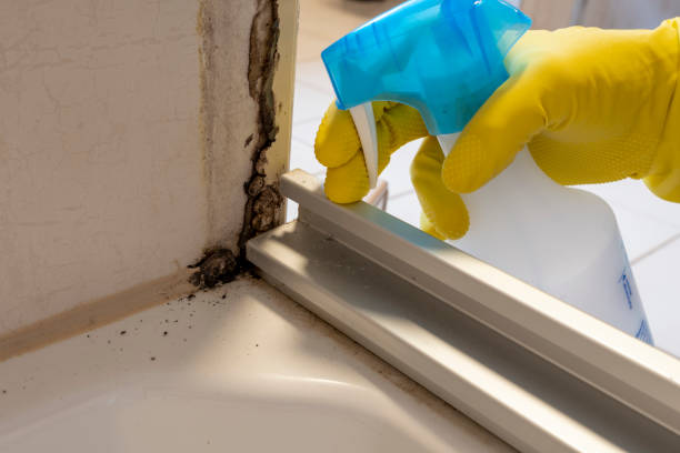 Best Local Mold Removal Service  in Cade, LA