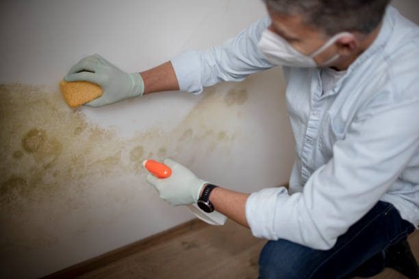 Best Certified Mold Removal  in Cade, LA