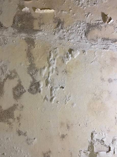 Best Mold Testing  in Cade, LA