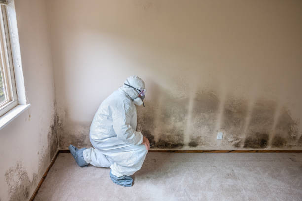 Best Office Mold Removal Services  in Cade, LA