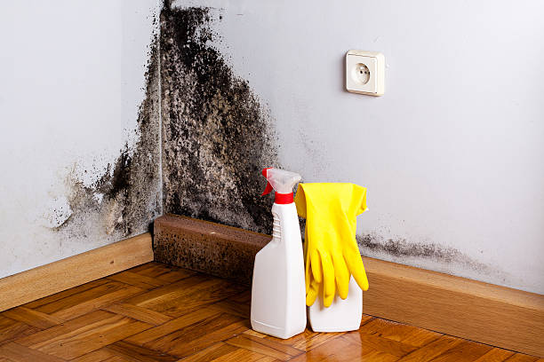 Best Local Mold Removal Service  in Cade, LA