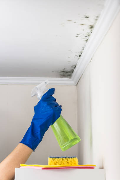Best Mold Cleaning Services  in Cade, LA